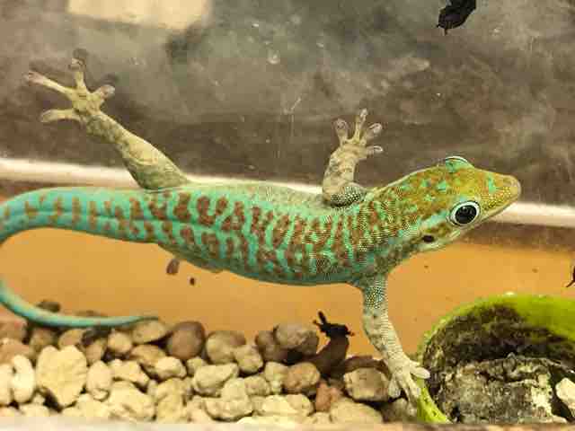 ヤモリ在庫リスト : CANDLEブログ