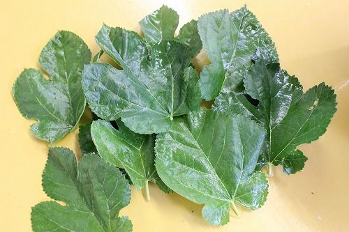 桑の葉・確認用・緑色の大きな葉 大ヒット御礼！！栄養満点の桑の葉！ : CANDLEブログ
