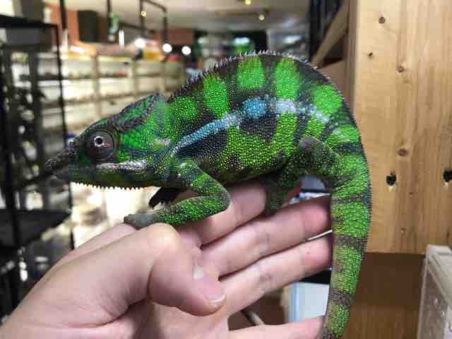 カメレオン在庫リスト : CANDLEブログ