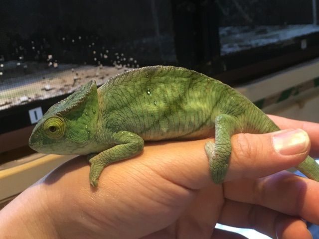 パーソンカメレオン“オレンジアイ” : CANDLEブログ