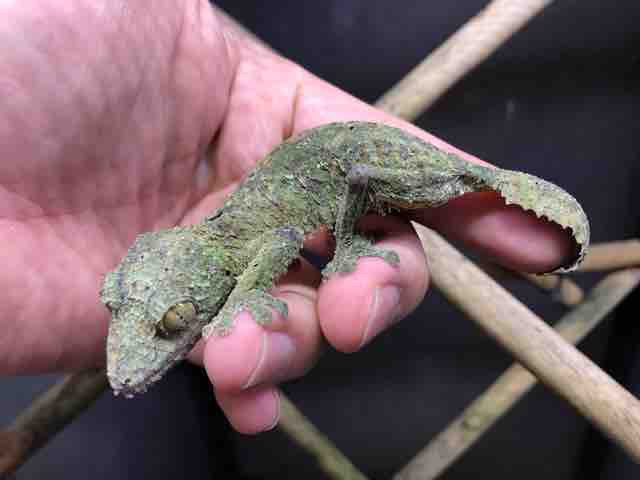 ヤモリ在庫リスト : CANDLEブログ