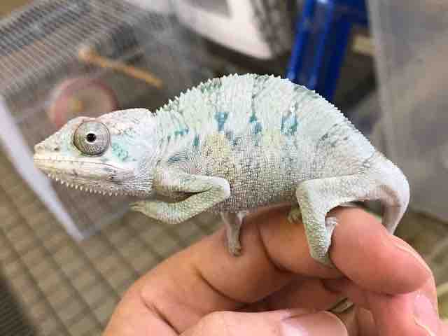 カメレオン在庫リスト : CANDLEブログ