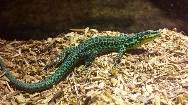 コルシカキアゲハ サルディーニャ島産 旧北区