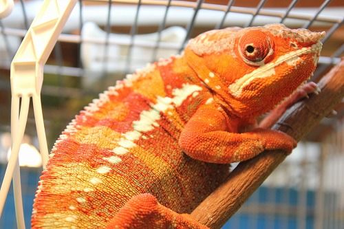 カメレオンいろいろ : CANDLEブログ