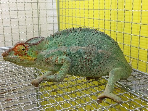 ノシベをはじめいろいろ入荷！！ : CANDLEブログ