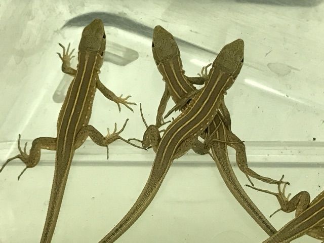 カナヘビ ニワカナヘビ - Wikipedia