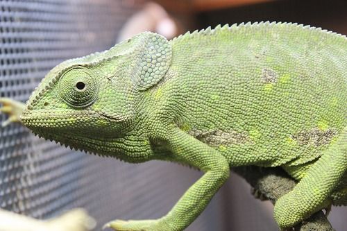 モザンビーク産ディレピスカメレオン : CANDLEブログ