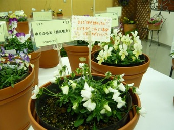 写真00013