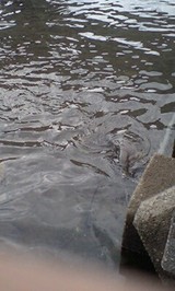 0910f42a.jpg