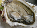 的矢産牡蠣