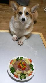 犬用ケーキ&リュック