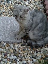 猫さん保護
