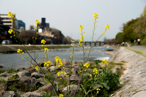 IMGP0396-1