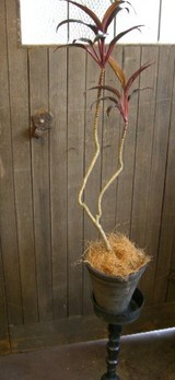 plant pink
