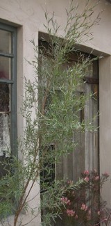 tea tree