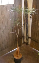 bottle tree