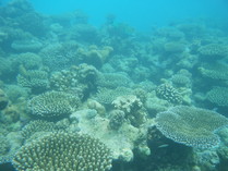 DSCF3075