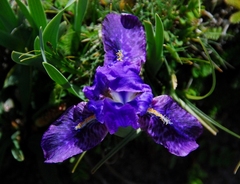 Iris kemaonensis