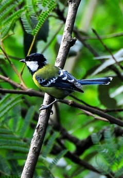 Green-backed Tit 13cm