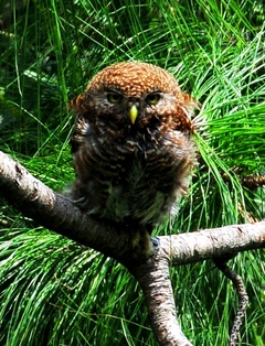 Jungle Owlet 20cm