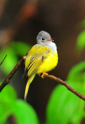 Gray-headed Canary Flycatcher(Culicicapa ceylonensis) 9cm