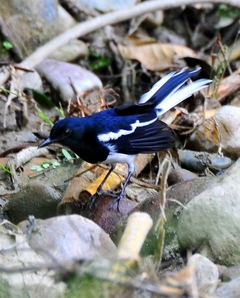 Magpie-robin (male)