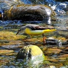 Yellow Wagtail 17cm