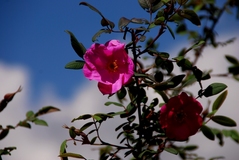 Rose macrophylla