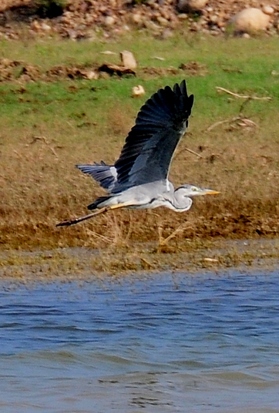 Grey Heron 98cm