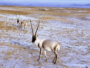 070206-tibet-antelope_big
