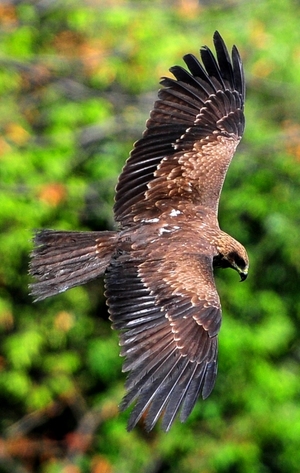 Oriental Honey-buzzard