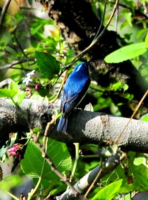 Whitebrowed Blue Flycatcher(Muscapa superciliaris) Male 10cm