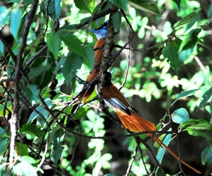 Asian Paradise Flycatcher(Terpsiphone Paradisi) Male 50cm