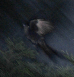 Black Drongo 31cm