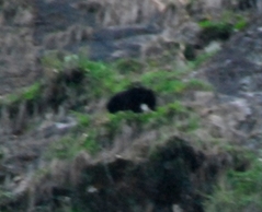 ラマホテルの裏の崖に出現したクマ