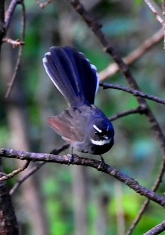 White-throated Fantail  17cm