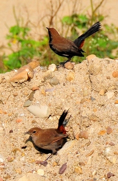 Indian robin (Male & Female) 16cm