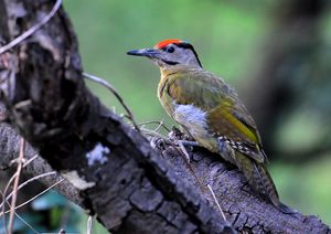 Grey headed Woodpecker(Picus canus) Male 33cm