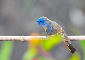 Blue-fronted Redstart (Phoenicurus frontalis)13cm Male