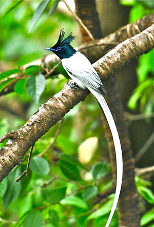 Asian Paradise-flycatcher (Terpsiphone paradisi)Male 50cm