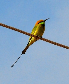 Bluecheeked Bee-eater 31cm