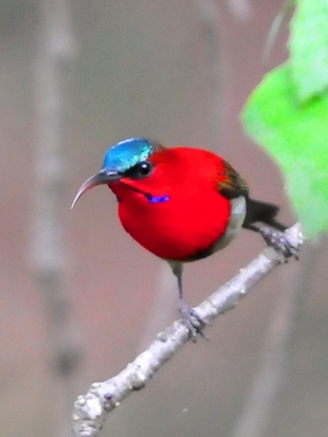 Crimson Sunbird (Aethopyga siparaja) Male 15cm