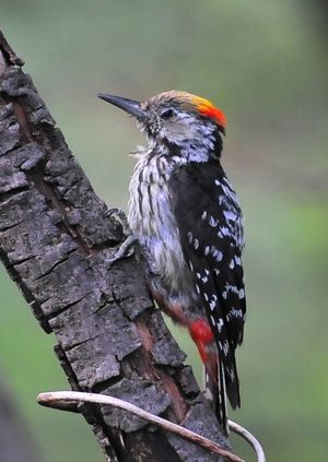 Brown fronted Woodpecker