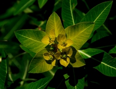 学名　Euphorbia wallichii