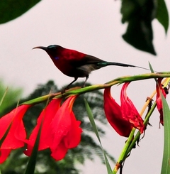 Crimson Sunbird 15cm