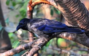 Jungle Crow (Carvus macrorhynchos)48-50cm