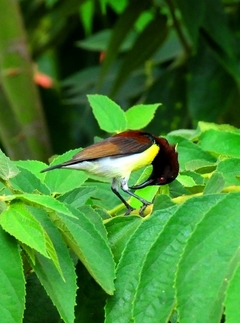 Small Sunbird (Male) 8cm