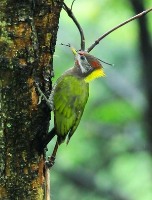 Large Yellow-naped Woodpecker (Picus flavinucha)33cm