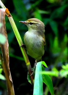 Brownish-flanked Bush Warbler 11cm