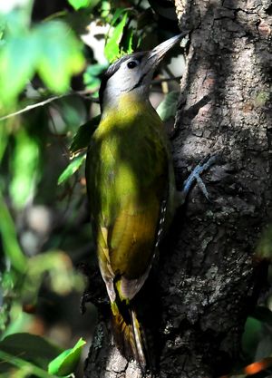Grey headed Woodpecker(Picus canus) Female 33cm